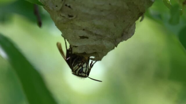 Close-up of a bald-faced hornet (Dolichovespula maculata) building a nest. This large black-and-white wasp is known for its aggressive nest defense. 
