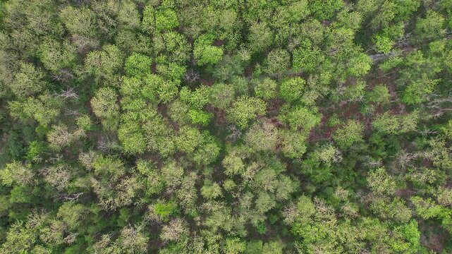 Lush green teak forests and abundant teak trees.