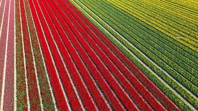 Tulip field aerial drone flying over beautiful colored tulip agriculture field in The Noordoostpolder in Flevoland Netherlands. Tulip fields color various areas in Holland during springtime.