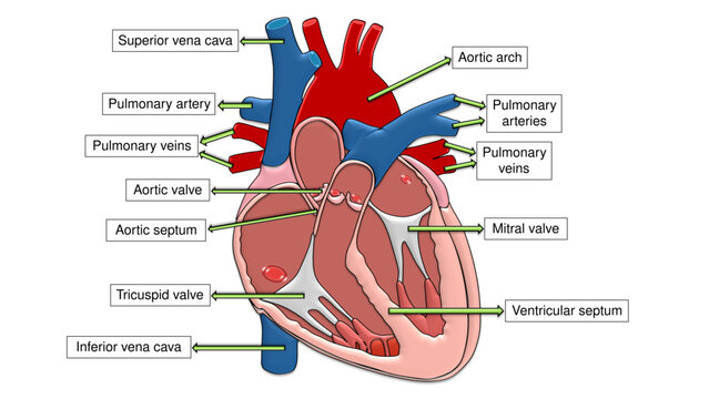 Human Heart Anatomy Diagram - Labeled Coronal Cross Section with Chambers, Valves, and Great Vessels