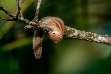 Obraz premium A tiny, juvenile palm squirrel with light brown fur and distinct white dorsal stripes crawls cautiously along a mossy tree branch against a dark, blurred green background.