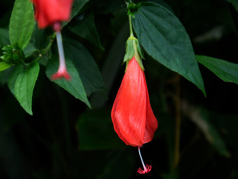 Sleeping Hibiscus is known as Sleeping Shoe Flower or Sleeping mallow (Malvaviscus arboreus) or Turk's cap