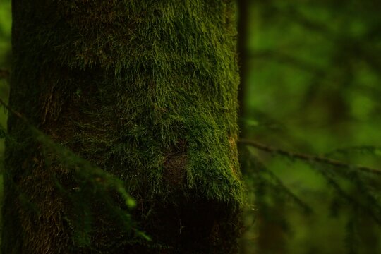Zauberwald
