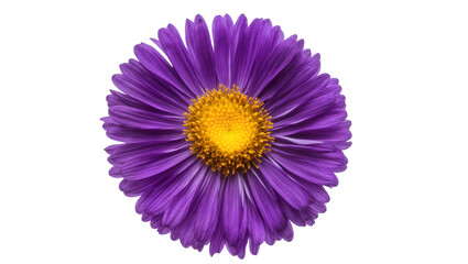 Obraz premium Vibrant purple aster flower with yellow center, isolated on transparent background