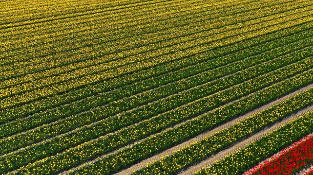 Tulip field aerial drone flying over beautiful colored tulip agriculture field in The Noordoostpolder in Flevoland Netherlands. Tulip fields color various areas in Holland during springtime.