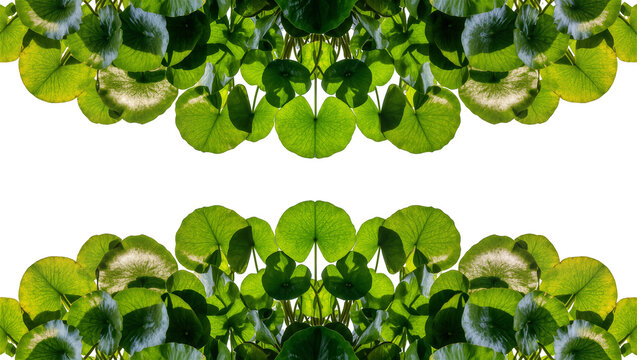 Green round leaves forming a symmetrical pattern, isolated on transparent background