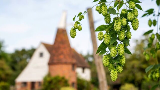 Tracking slow motion pan of hop vine cones swaying in front of oast house in rural farm garden during summer day