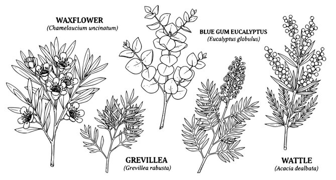 Hand drawn botanical illustration set featuring Australian native plants including waxflower blue gum eucalyptus grevillea and wattle isolated on white background for design