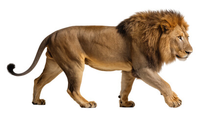 Majestic male lion with full mane walking, isolated on transparent background © Claudia