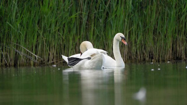 Mute Swan Grooming and Wiggling Webbed Foot - 4K Wildlife Slow Motion