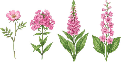 Vintage Style Pink Garden Flower Set Featuring Foxglove Phlox Wild Rose and Delphinium for Botanical Illustrations Wedding Stationery and Floral Greeting Card Designs © MdRaisul