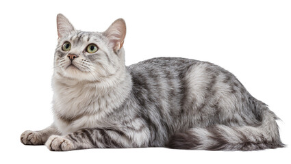 Fototapeta premium Silver tabby cat with green eyes lying down, isolated on transparent background