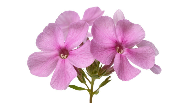Cluster of delicate pink phlox flowers with green stems, isolated on transparent background
