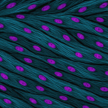 Smooth muscle tissue stained with fluorescent dye showing actin filament in cyan and cell nucleus in magenta under microscope for cellular research and pathology analysis