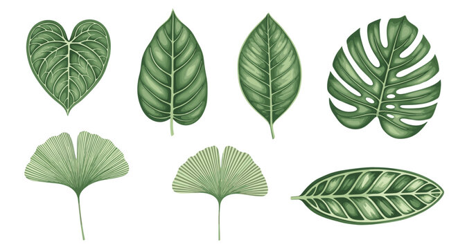 Botanical set of diverse green leaves featuring heart shaped, oval, and fan shaped foliage with intricate vein patterns.