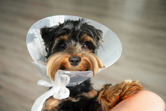 cute Yorkshire Terrier puppy in dog cone collar for recovery