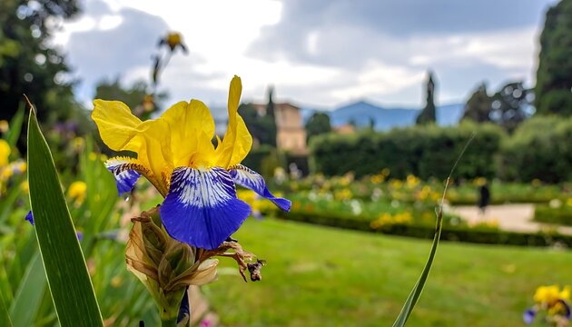 Vibrant iris in garden