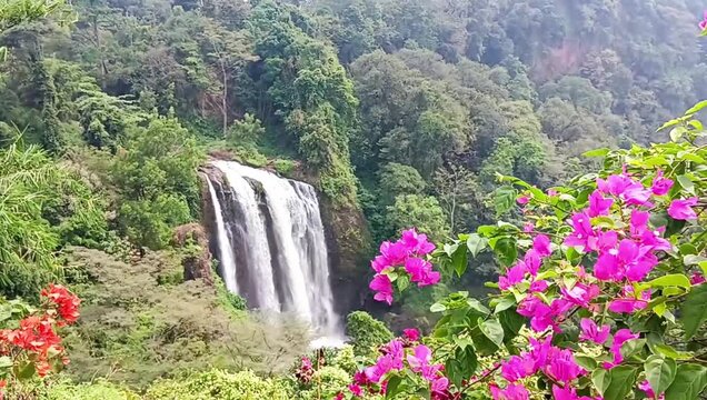 Curug Sewu Waterfall with Pink Bougainvillea Flowers in Tropical Forest Central Java Indonesia