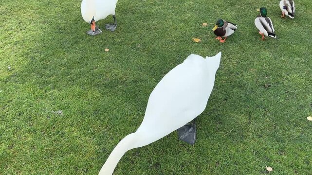 Lawn with strolling and grazing white swans and walking mallards