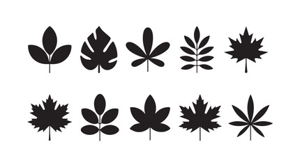 Fototapeta premium Set of black leaf silhouettes isolated on transparent background for creative botanical design work.
