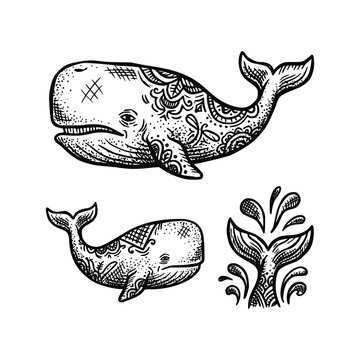 VCute Whale and Ocean Life Minimal Vector Art