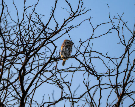 Pearl-spotted owlet