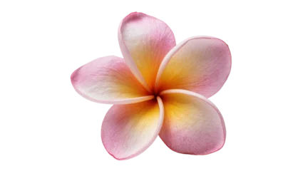 Fototapeten Plumeria Delicate pink and yellow plumeria flower, isolated on transparent background  © Mia