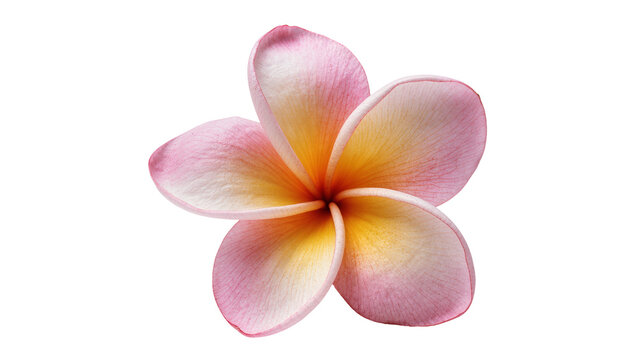 Delicate pink and yellow plumeria flower, isolated on transparent background
