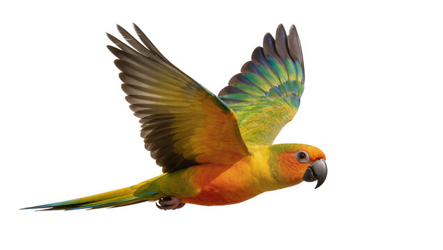コガネメキシコインコ」の写真素材 | 8,595件の無料イラスト画像