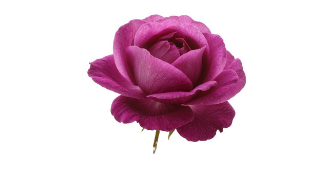 Deep pink rose bloom with delicate petals, isolated on transparent background