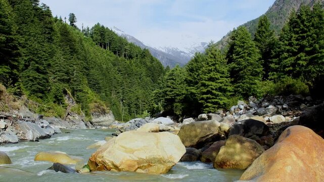 Ganga river flowing through rocks and Pine forest in Gangotri