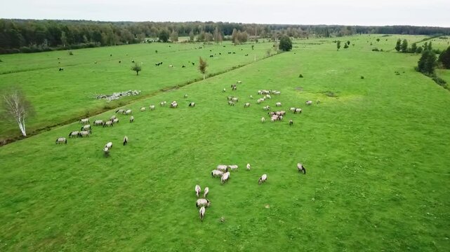Semi-wild horses (Konik polski) on a green pasture, auroxen in background, pivoting drone clip, Pape Nature Park, Latvia