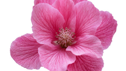Vibrant pink hibiscus flower with delicate petals, isolated on transparent background © Mia