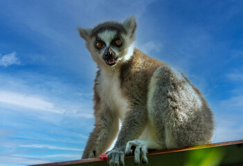 Fototapeta premium Ring tailed Lemur