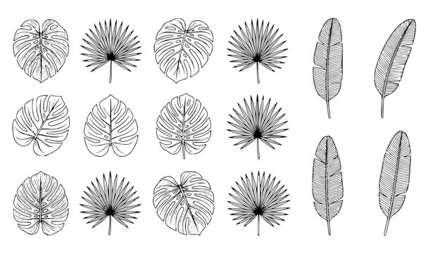 Minimalist elegant tropical leaves seamless pattern vector set with intricate line art monstera and palm frond motifs