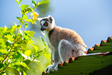 Ring tailed Lemur © Chris