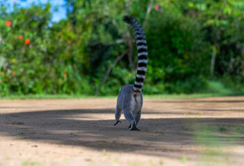 Fototapeta premium Ring tailed Lemur