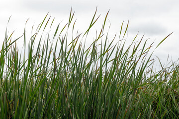 Obraz premium Lush green reeds sway in a marsh wetland, creating rhythmic lines and natural texture. Closeup view of tall cattail leaves and grasses evoking calm summer outdoors. Background photo
