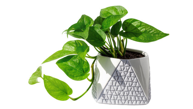 Green pothos plant in a geometric textured pot, isolated on transparent background