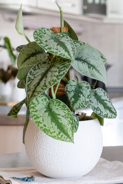Scindapsus pictus houseplant in modern white pot on kitchen table. Vertical. Close up