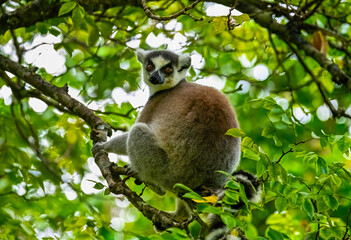 Fototapeta premium Ring tailed Lemur