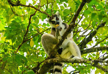 Fototapeta premium Ring tailed Lemur