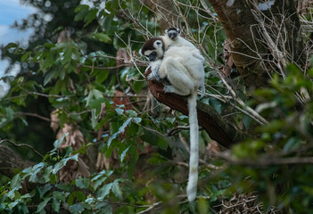 Fototapeta premium Verreaux’s Sifaka Lemur