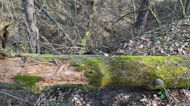 Rotten trunk of fallen tree with moss on ravine edge