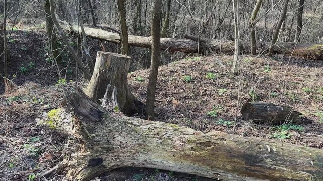 Rotten trunks of fallen trees on ravine slopes in forest