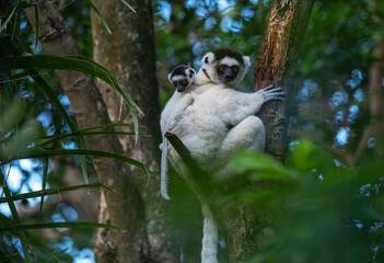 Fototapeta premium Verreaux’s Sifaka Lemur