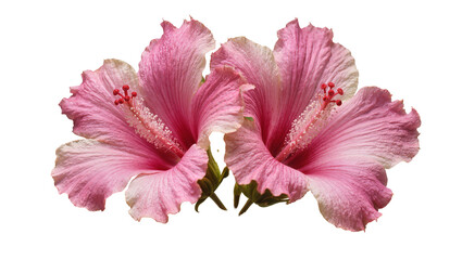 Two delicate pink hibiscus flowers with ruffled petals, isolated on transparent background © Andrej