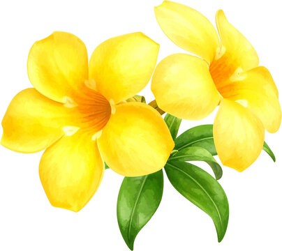 Watercolor Allamanda Flower illustration