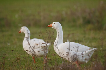White geese walking in green farm pasture © Iryna