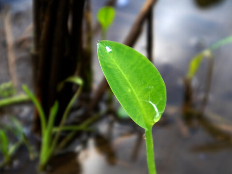 Limnocharis flava is an aquatic plant. Often considered a weed, this plant is very popular in Indonesia as a food ingredient rich in fiber and nutrients.